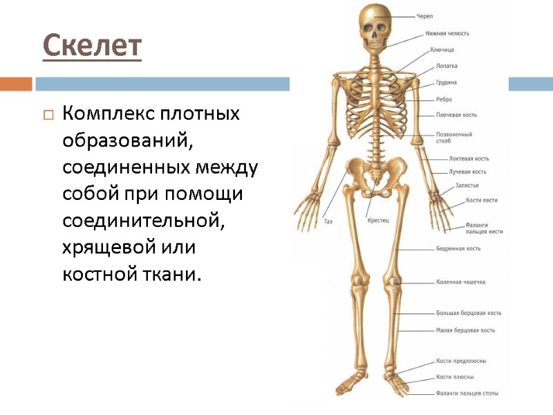 Скелет Комплекс плотных образований, соединенных между собой при помощи соединительной, хрящевой или костной ткани.